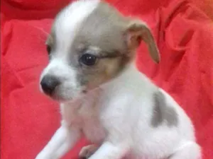 Cachorro raça SRD idade 2 a 6 meses nome LILICO