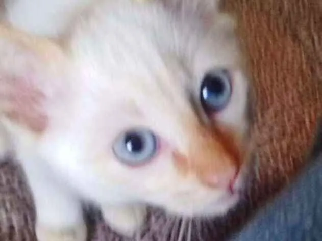 Gato ra a SRD idade 2 a 6 meses nome BRANQUINHO