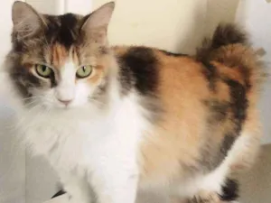 Gato raça SRD idade 7 a 11 meses nome CATARINA