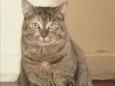 JUJU