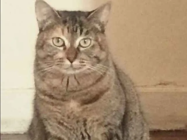 Gato ra a SRD idade 7 a 11 meses nome JUJU