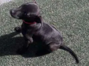 Cachorro raça VIRA-LATA idade 2 a 6 meses nome KATARA
