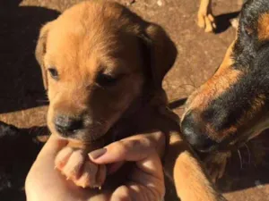 Cachorro raça vira lata idade Abaixo de 2 meses nome Sem nome