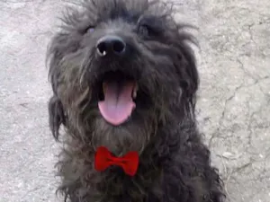 Cachorro raça SRD idade 2 anos nome Gael
