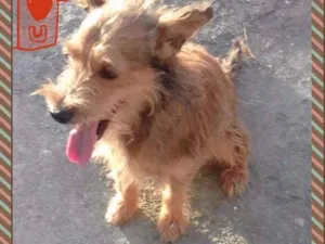 Cachorro raça SRD idade  nome Benn