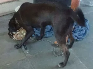 Cachorro raça vira lata idade 7 a 11 meses nome Pretinho