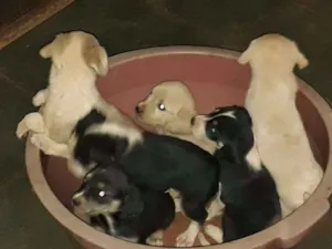 Cachorro raça  idade Abaixo de 2 meses nome filhotes