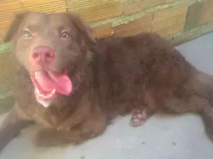 Cachorro raça Mestiça idade 5 anos nome Kiara