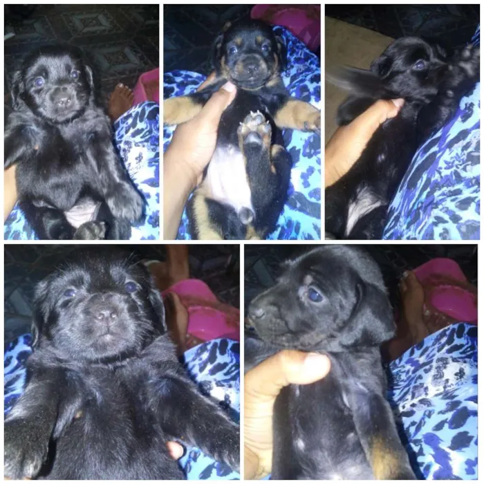 Cachorro raça Pinchi idade Abaixo de 2 meses nome Filhotes