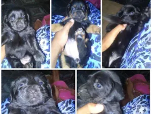 Cachorro raça Pinchi idade Abaixo de 2 meses nome Filhotes