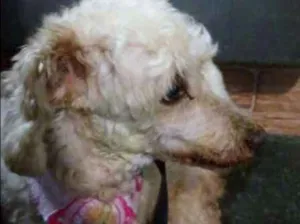Cachorro raça Poodle idade 6 ou mais anos nome Desconhecido
