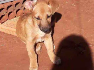 Cachorro raça Mestiço pastora alemã  idade 2 a 6 meses nome Lola e lilica