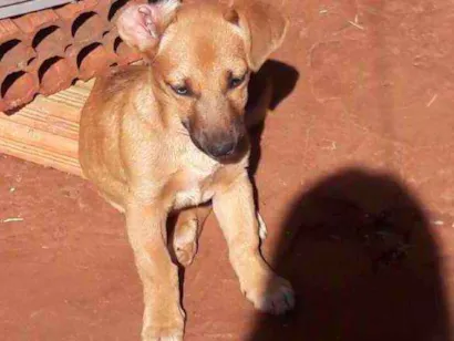 Cachorro raça Mestiço pastora alemã  idade 2 a 6 meses nome Lola e lilica