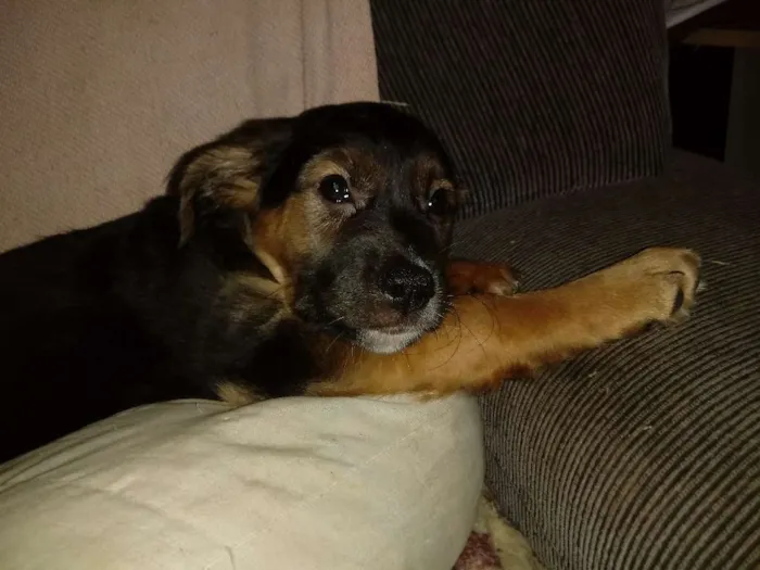 Cachorro ra a SRD idade 2 a 6 meses nome Sem nome
