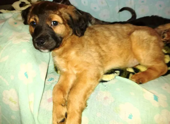 Cachorro ra a SRD idade 2 a 6 meses nome Sem nome