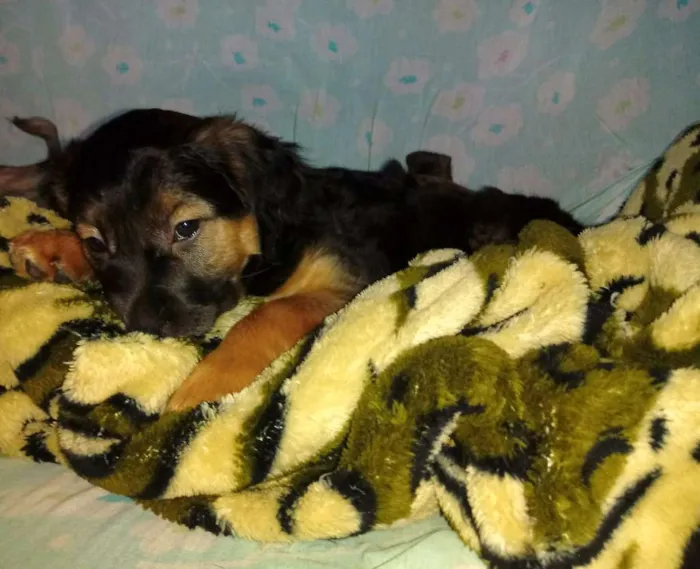 Cachorro ra a SRD idade 2 a 6 meses nome Sem nome