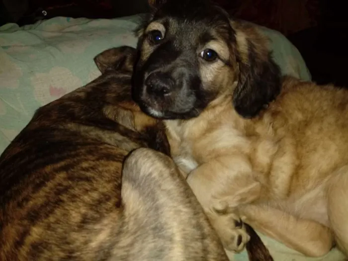 Cachorro ra a SRD idade 2 a 6 meses nome Sem nome
