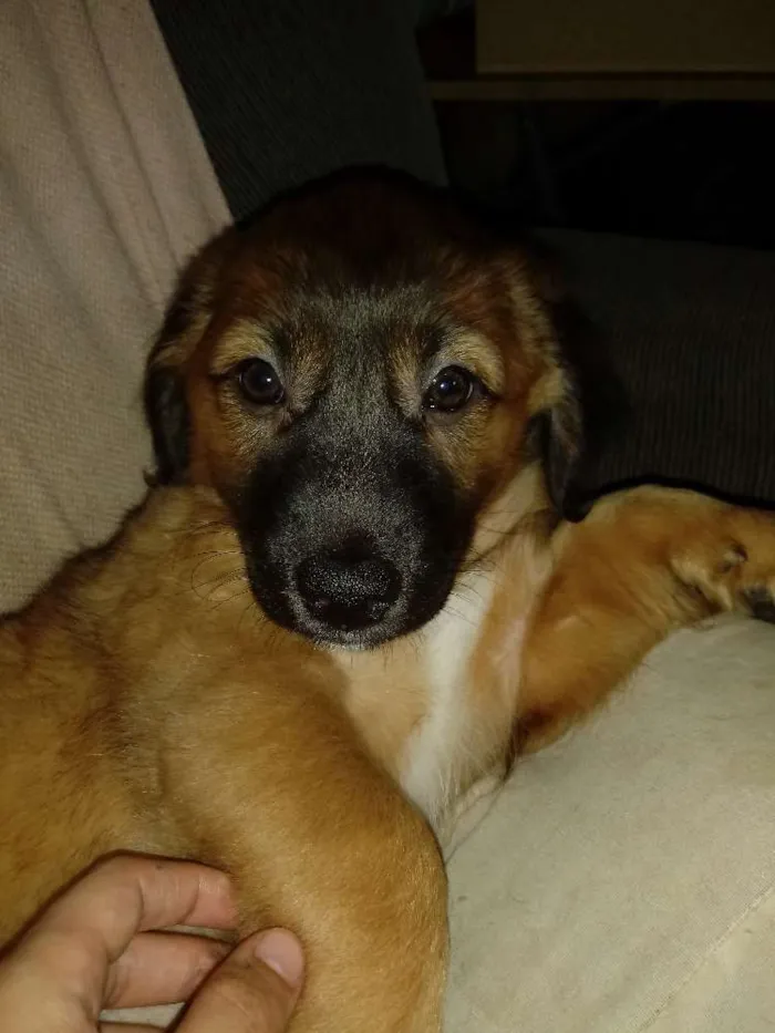 Cachorro ra a SRD idade 2 a 6 meses nome Sem nome