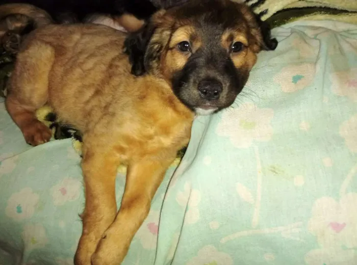 Cachorro ra a SRD idade 2 a 6 meses nome Sem nome