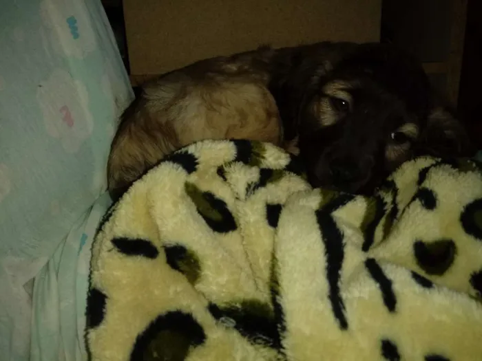 Cachorro ra a SRD idade 2 a 6 meses nome Sem nome