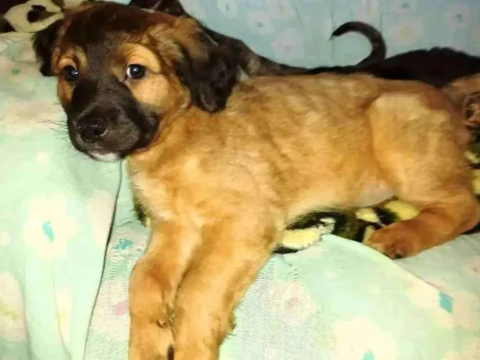 Cachorro ra a SRD idade 2 a 6 meses nome Sem nome