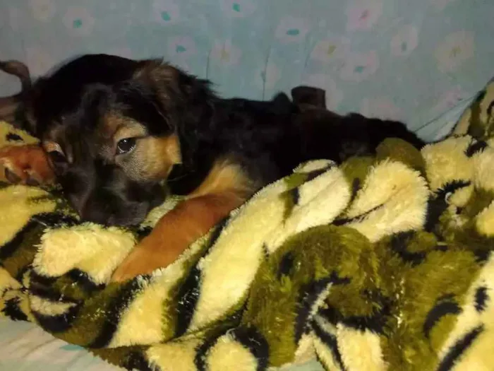 Cachorro ra a SRD idade 2 a 6 meses nome Sem nome
