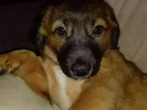Cachorro raça SRD idade 2 a 6 meses nome Sem nome
