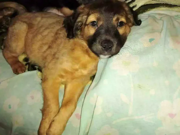 Cachorro ra a SRD idade 2 a 6 meses nome Sem nome