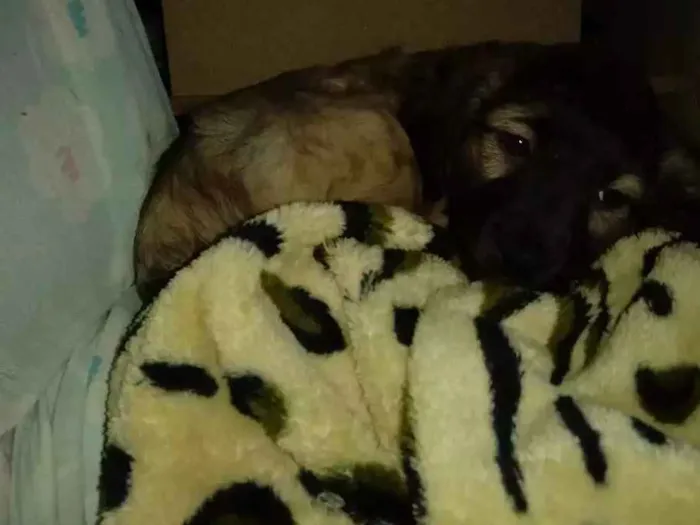 Cachorro ra a SRD idade 2 a 6 meses nome Sem nome