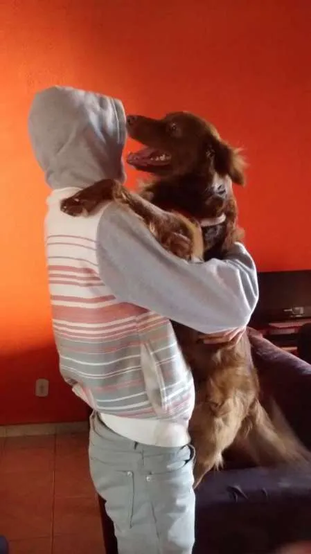 Cachorro ra a Mistura(Golden e Labrador idade 4 anos nome Bob 