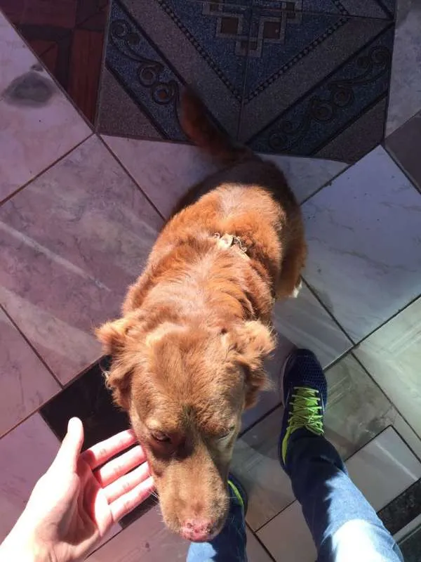 Cachorro ra a Mistura(Golden e Labrador idade 4 anos nome Bob 