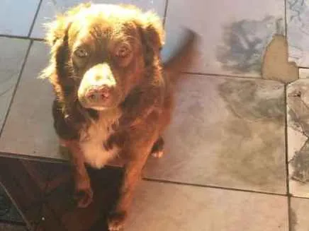 Cachorro ra a Mistura(Golden e Labrador idade 4 anos nome Bob 