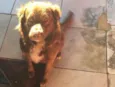 Bob