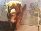 Cachorro raça Mistura(Golden e Labrador idade 4 anos nome Bob 