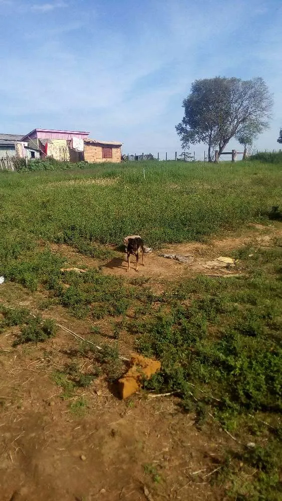 Cachorro ra a Vira-lata idade 1 ano nome Polly