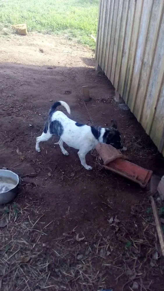 Cachorro ra a Vira-lata idade 1 ano nome Pepa