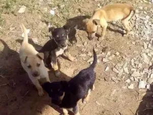 Cachorro raça Vira-lata  idade 2 a 6 meses nome Sem nomes