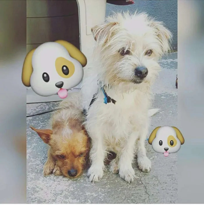 Cachorro ra a Shiatsu com pincher idade 4 anos nome Kadu e Rady