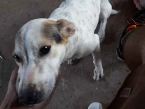 Cachorro raça Vira lata idade 2 a 6 meses nome Aysha