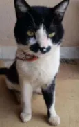 Mustache