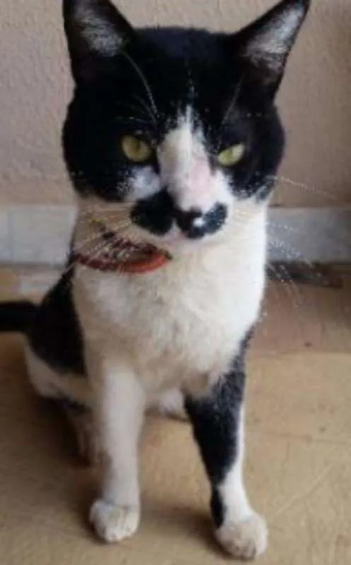 Gato ra a sem raça idade 1 ano nome Mustache