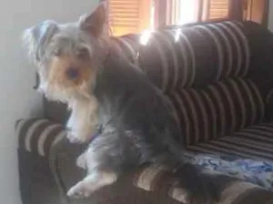 Cachorro raça Yorkshire idade 2 anos nome bolinha