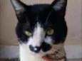 Mustache