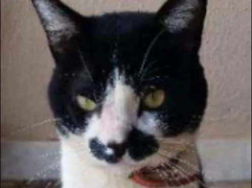 Gato ra a sem raça idade 1 ano nome Mustache