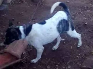 Cachorro raça Vira-lata idade 1 ano nome Pepa