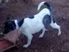 Cachorro raça Vira-lata idade 1 ano nome Pepa