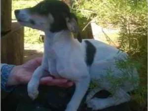 Cachorro raça SRD idade 2 a 6 meses nome Nome a escolher