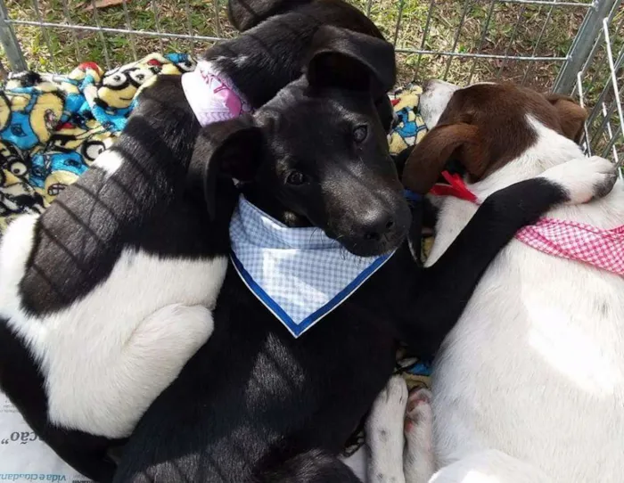 Cachorro ra a SRD idade 2 a 6 meses nome Adote um filhote 