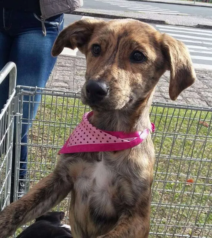 Cachorro ra a SRD idade 2 a 6 meses nome Adote um filhote 