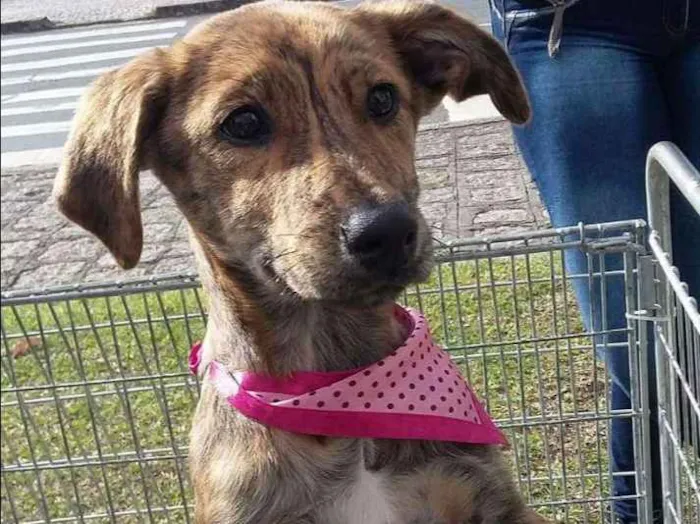 Cachorro ra a SRD idade 2 a 6 meses nome Adote um filhote 